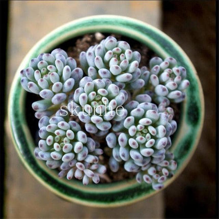Rare Mixed Succulent Seeds – Unique Desert Plants | Colorful & Easy to Grow - Seed World