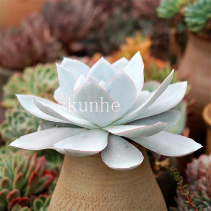 Rare Mixed Succulent Seeds – Unique Desert Plants | Colorful & Easy to Grow - Seed World