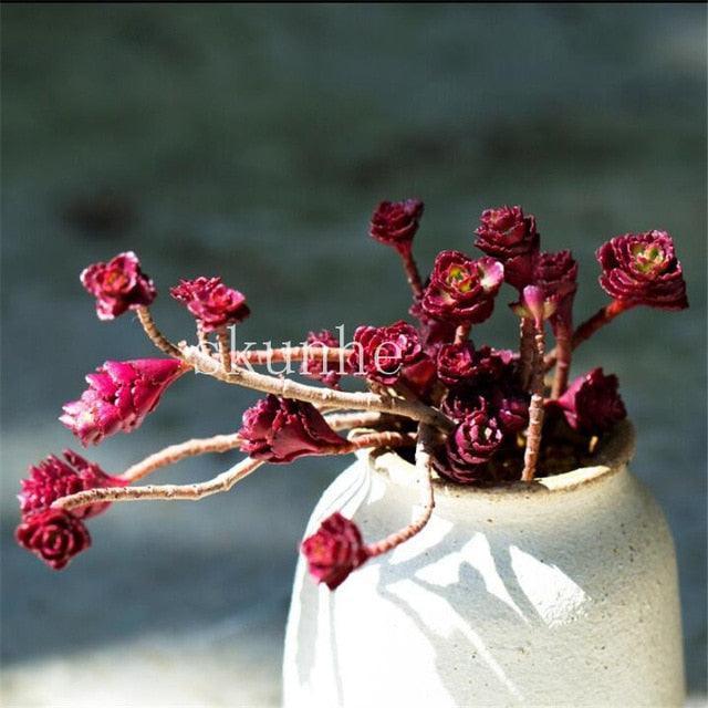 Rare Mixed Succulent Seeds – Unique Desert Plants | Colorful & Easy to Grow - Seed World