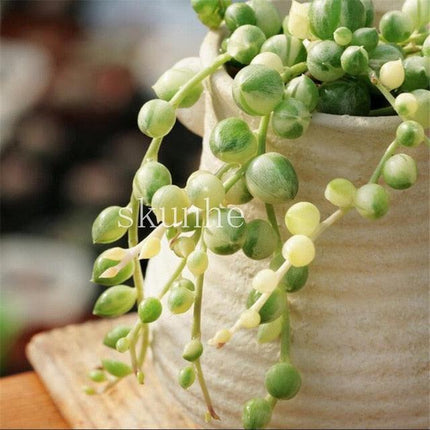 Rare Mixed Succulent Seeds – Unique Desert Plants | Colorful & Easy to Grow - Seed World