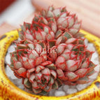 Red Echeveria