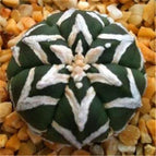 20 Astrophytum Super Kabuto