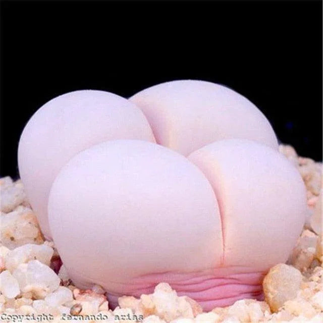 Rare Succulent & Cactus Seeds - Seed World