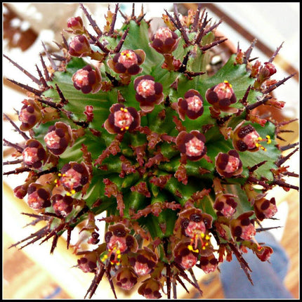 Rare Succulent & Cactus Seeds - Seed World