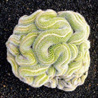 10 Green Brain Cactus