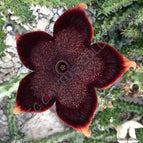 5- Orbea Stapelia Seeds
