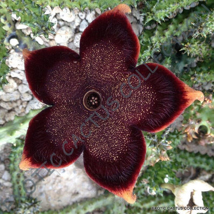 Rare Succulent & Cactus Seeds - Seed World