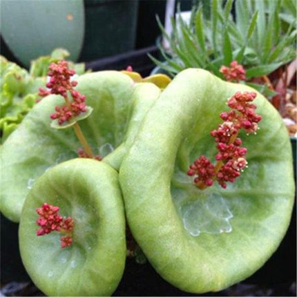 Rare Succulent & Cactus Seeds - Seed World