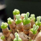 Bunny Ear / Monilaria Moniliforme - 10 Seeds