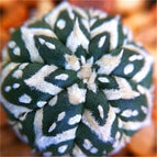 5 Astrophytum seeds