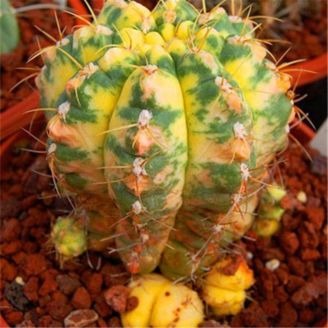 Rare Succulent & Cactus Seeds - Seed World
