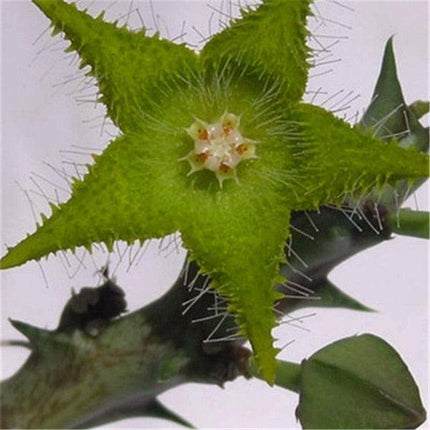 Rare Succulent & Cactus Seeds - Seed World