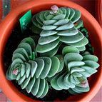 40 Airplane plant / Crassula falcata