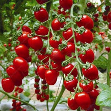 Mid-sized red cherry tomatoes on a long cluster