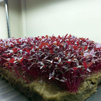 Red Garnet Amaranth Seeds - For Microgreens or Garden - Seed World