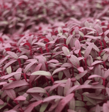 Red Garnet Amaranth Seeds - For Microgreens or Garden - Seed World