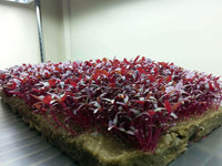 Red Garnet Amaranth Seeds - For Microgreens or Garden - Seed World