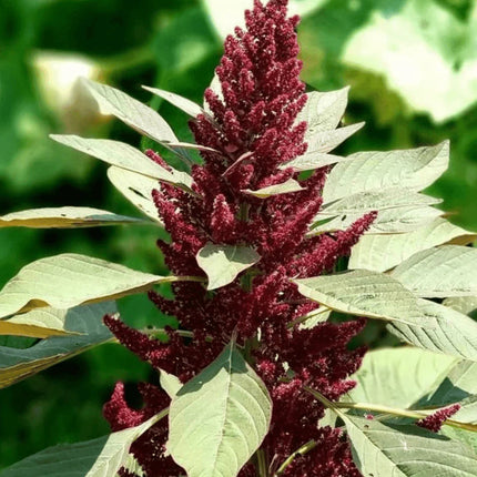Red Garnet Amaranth Seeds - For Microgreens or Garden - Seed World