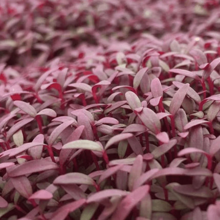 Red Garnet Amaranth Seeds - For Microgreens or Garden - Seed World
