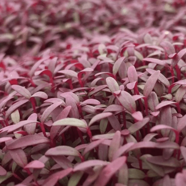 Red Garnet Amaranth Seeds - For Microgreens or Garden - Seed World