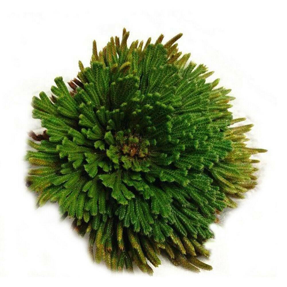 Resurrection Rose Of Jericho Live Magic Plant - Seed World