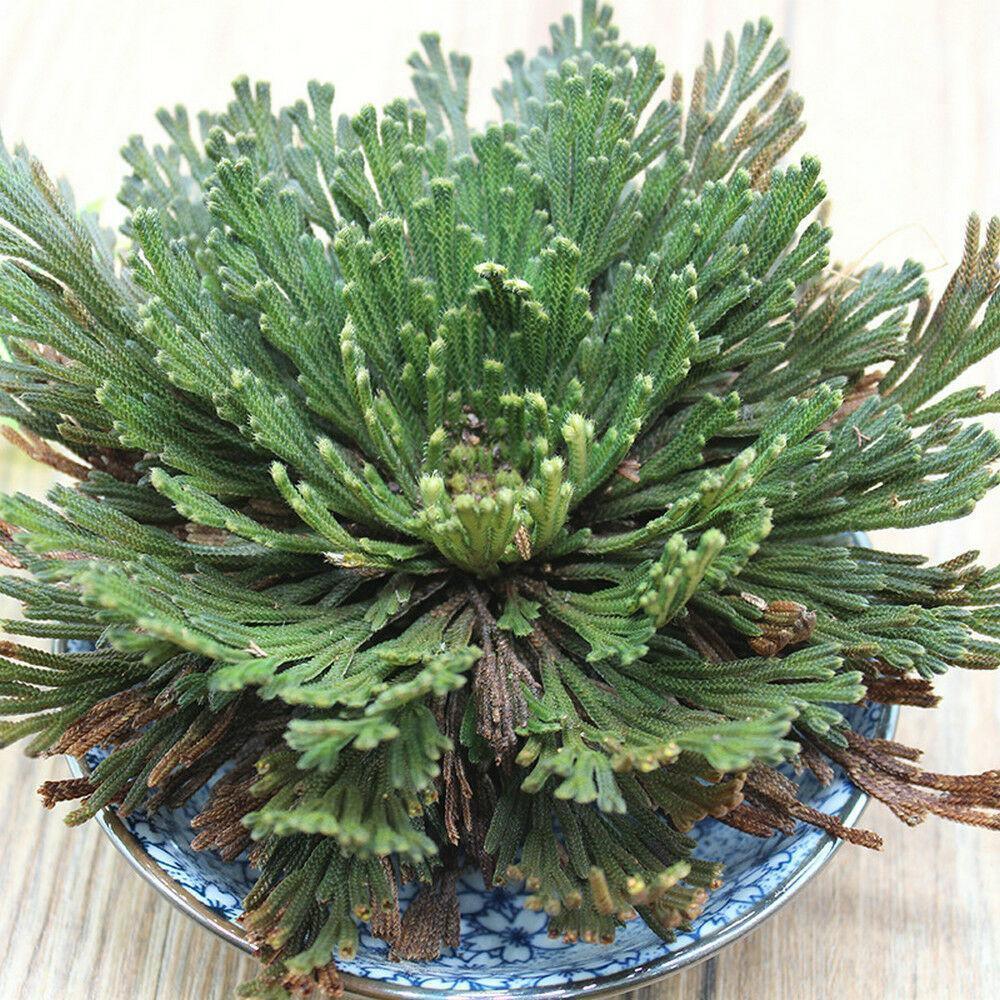 Resurrection Rose Of Jericho Live Magic Plant - Seed World