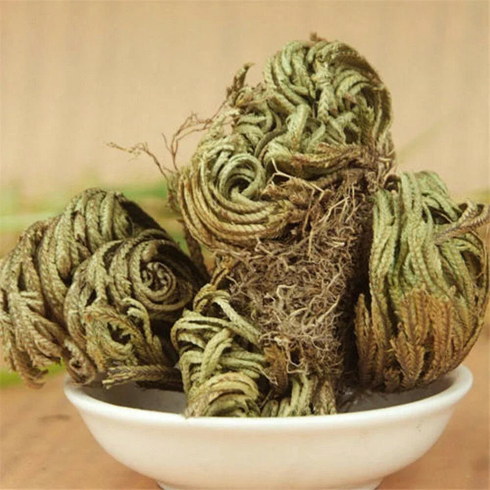 Resurrection Rose Of Jericho Live Magic Plant - Seed World