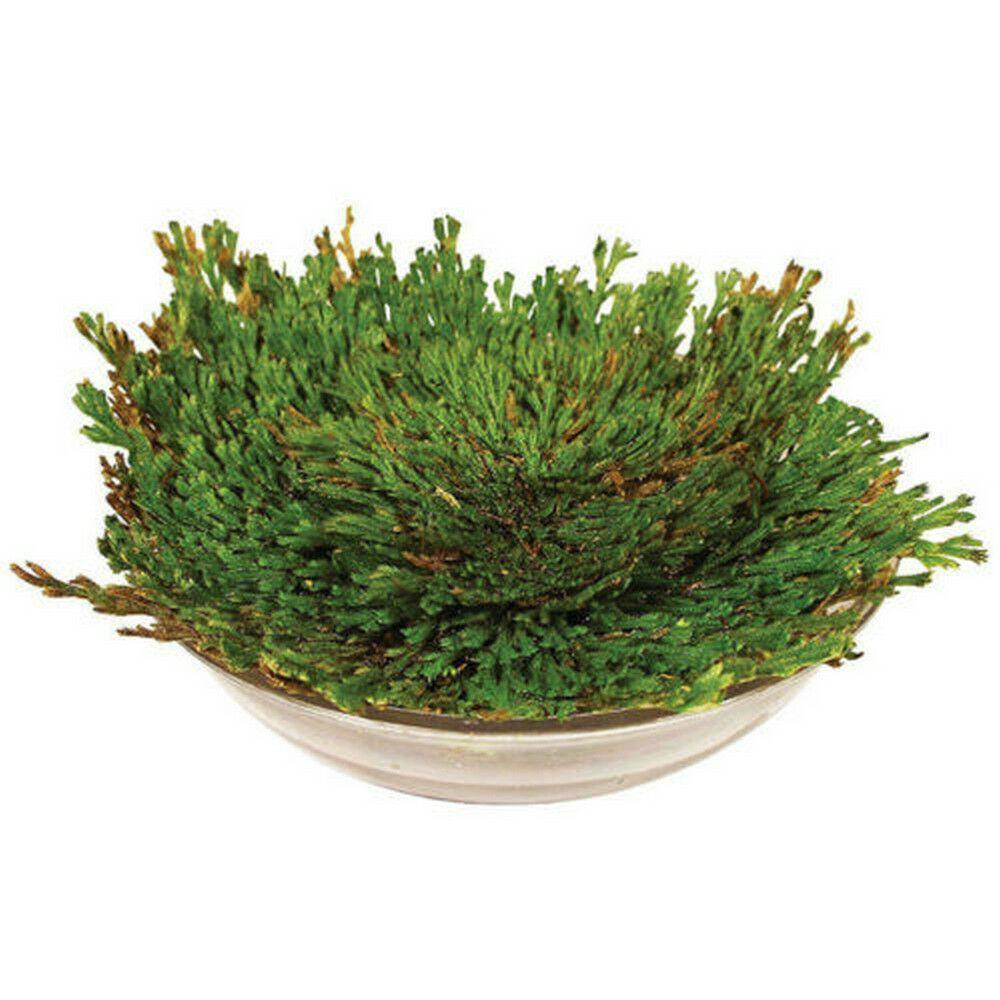Resurrection Rose Of Jericho Live Magic Plant - Seed World