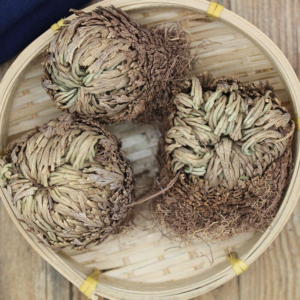 Resurrection Rose Of Jericho Live Magic Plant - Seed World