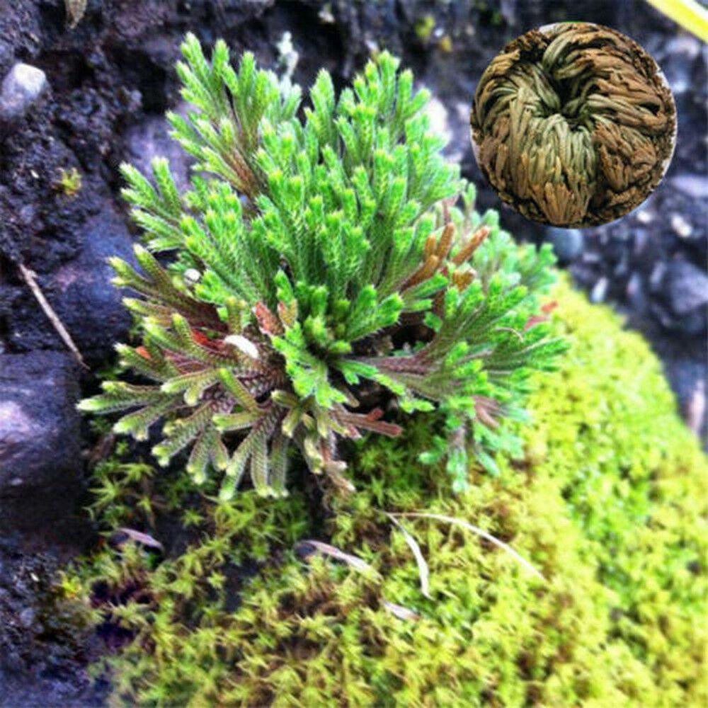 Resurrection Rose Of Jericho Live Magic Plant - Seed World