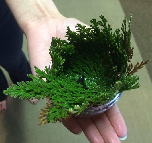 Rose of Jericho - Seed World