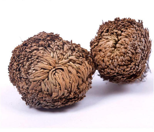 	Dried Rose of Jericho curled in dormant brown state