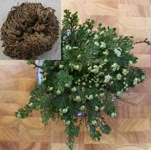 Rose of Jericho - Resurrection Plant (1 pc)  (About 3-4") - Seed World