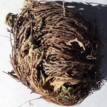 Textured brown ball with green accents on a white background