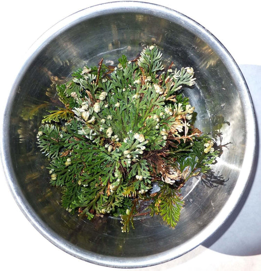 Rose of Jericho - Resurrection Plant (1 pc)  (About 3-4") - Seed World