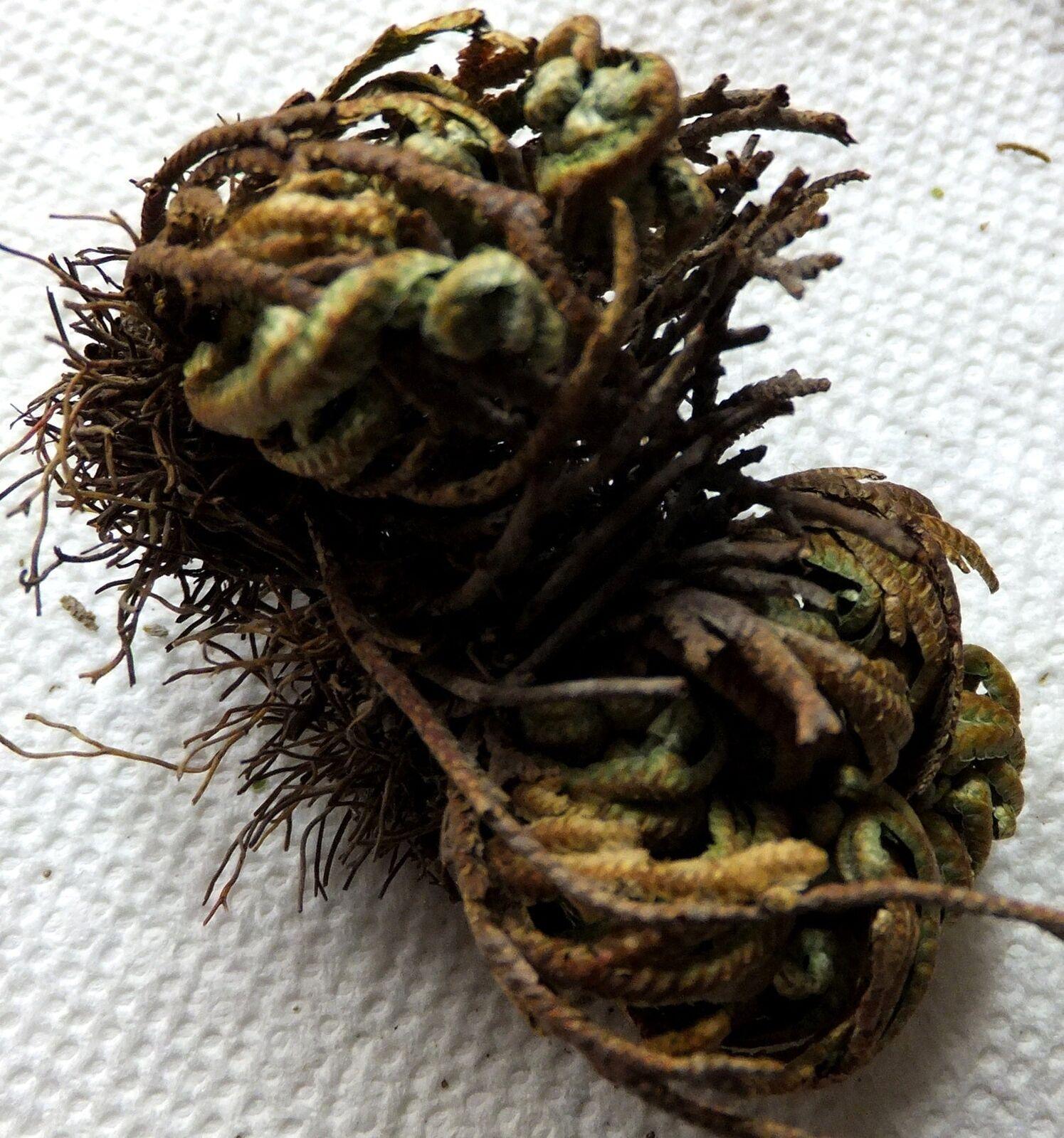 Rose of Jericho - Resurrection Plant (1 pc)  (About 3-4") - Seed World