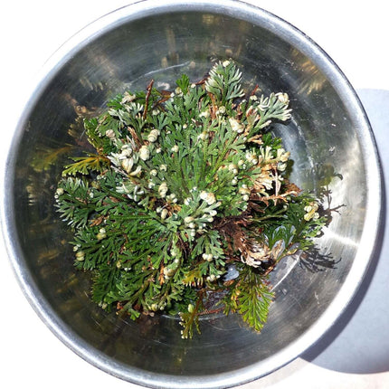 Metal bowl with greenery and small white flowers on a white background