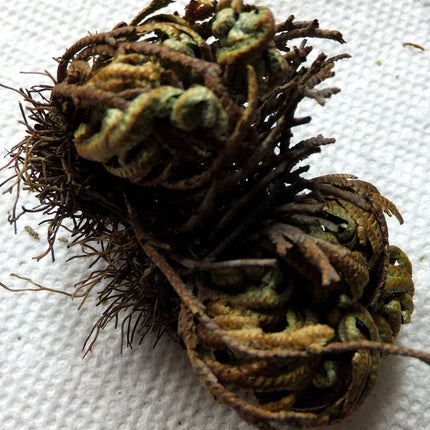 Close-up of dried plants on a white background