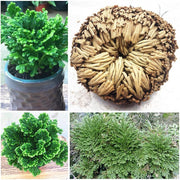 Rose Of Jericho resurrection plant - Seed World