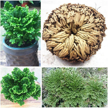 Rose of Jericho (Selaginella lepidophylla) – Live “Resurrection Plant” 3–4 in - Seed World