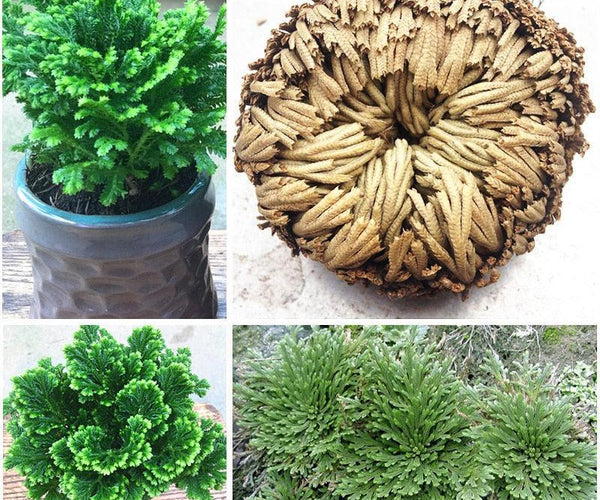 Rose of Jericho Resurrection Plant – Watch It Come Back to Life – Seed World