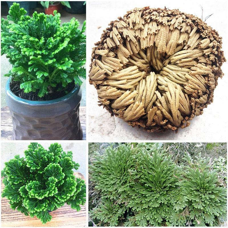 rose of jericho seeds Rose of Jericho (Selaginella lepidophylla) – Live “Resurrection Plant” 3–4 in