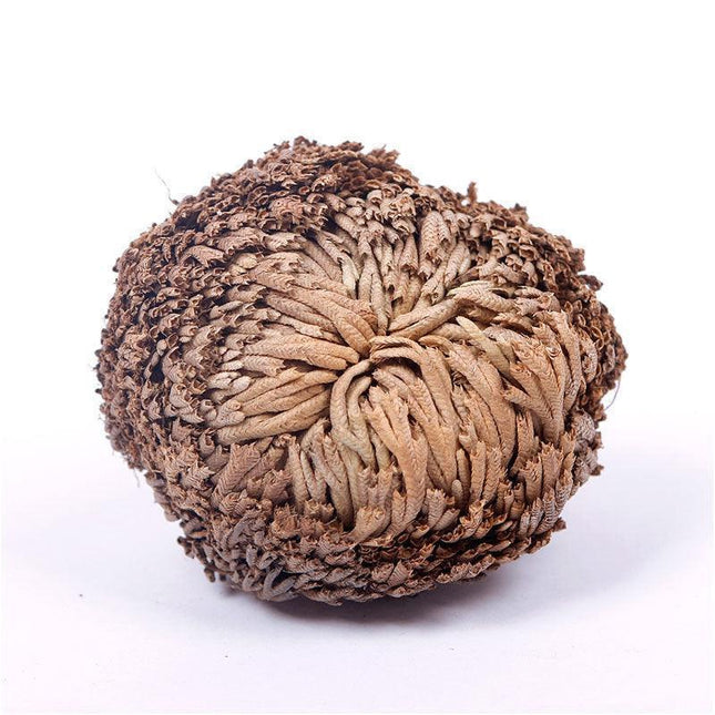 Single dried and curled Selaginella lepidophylla specimen