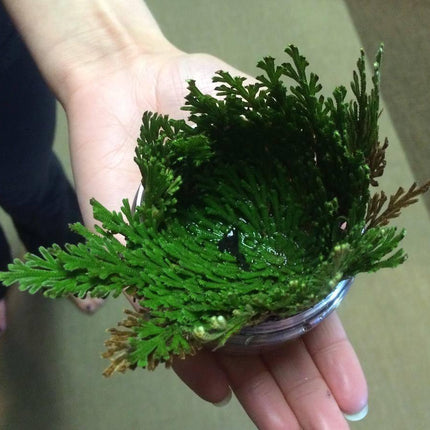Rose of Jericho – The Resurrection Plant That Comes Back to Life - Seed World