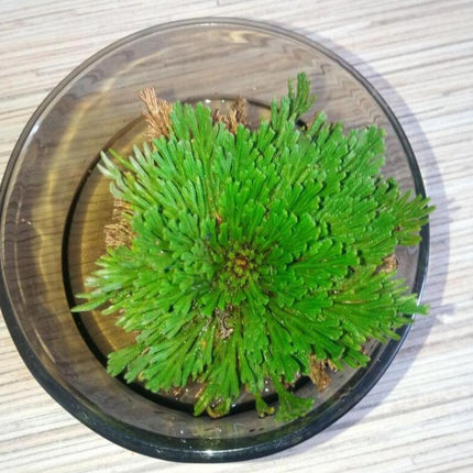 Rose of Jericho – The Resurrection Plant That Comes Back to Life - Seed World