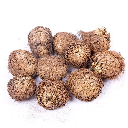 Rose of Jericho – The Resurrection Plant That Comes Back to Life - Seed World