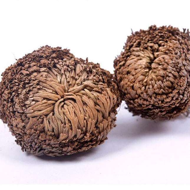 Rose of Jericho – The Resurrection Plant That Comes Back to Life - Seed World
