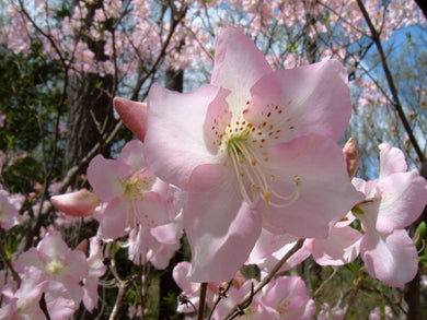 Royal Azalea | Rhododendron Schlippenbachii Seeds - Seed World