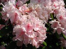 Royal Azalea | Rhododendron Schlippenbachii Seeds - Seed World