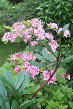 Royal Azalea | Rhododendron Schlippenbachii Seeds - Seed World